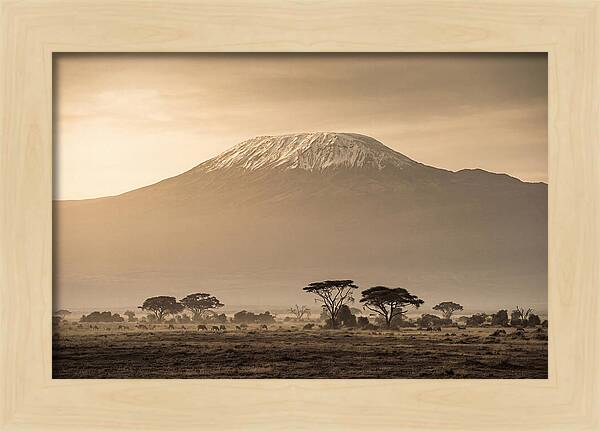 Kilimanjaro Above The Savanna