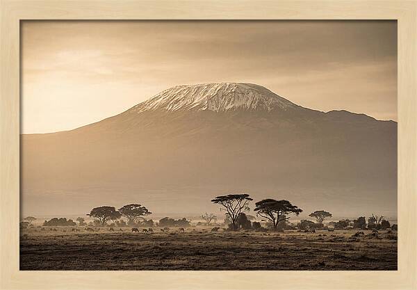 Kilimanjaro Above The Savanna
