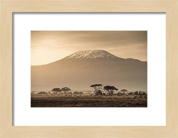 Kilimanjaro Above The Savanna