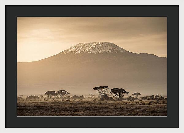 Kilimanjaro Above The Savanna