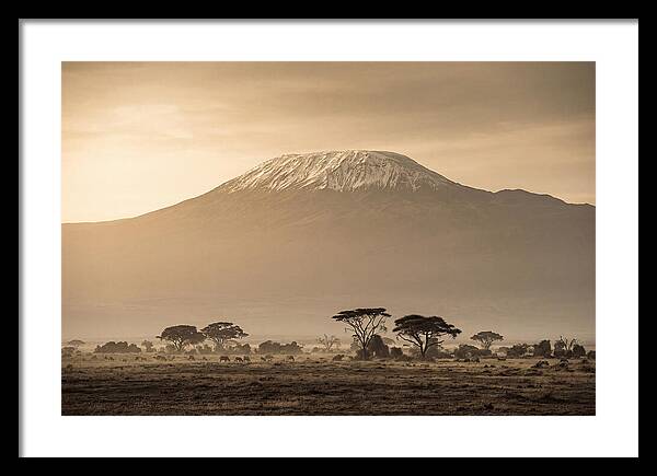 Kilimanjaro Above The Savanna