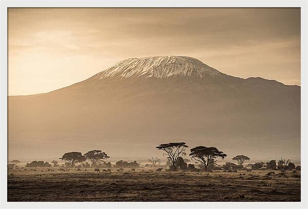 Kilimanjaro Above The Savanna