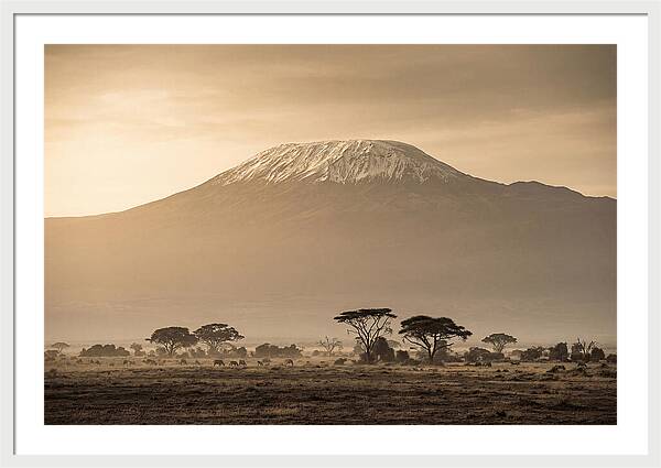 Kilimanjaro Above The Savanna