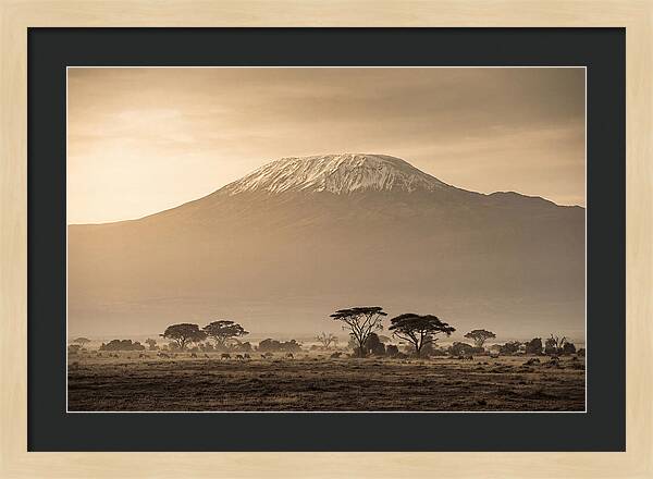 Kilimanjaro Above The Savanna