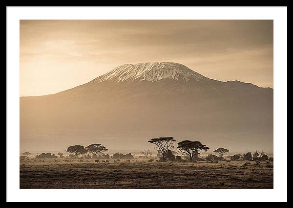 Kilimanjaro Above The Savanna