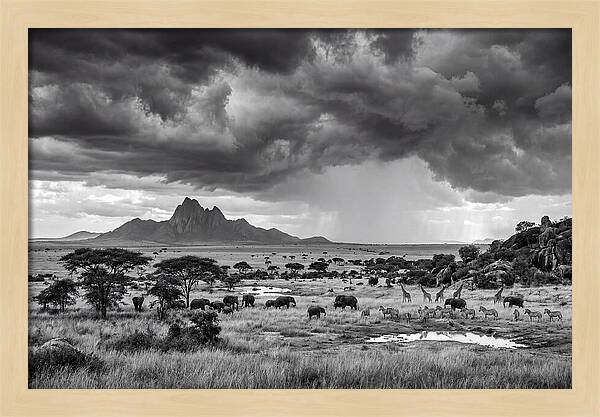 Kilimanjaro Savanna Vista