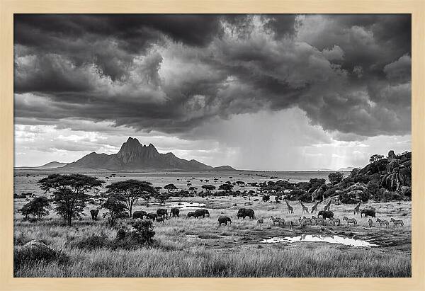 Kilimanjaro Savanna Vista