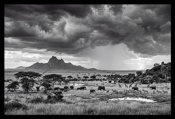 Kilimanjaro Savanna Vista