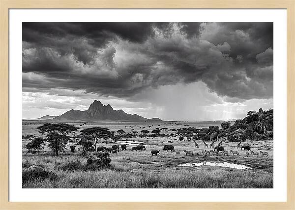 Kilimanjaro Savanna Vista