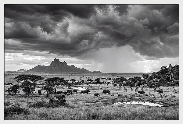 Kilimanjaro Savanna Vista