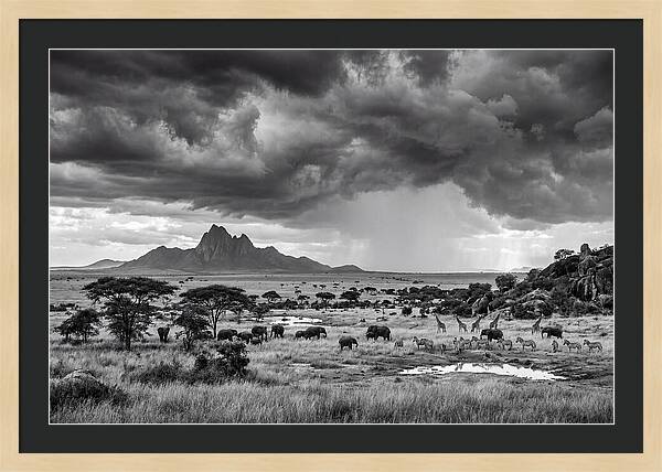 Kilimanjaro Savanna Vista