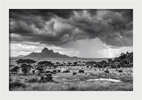 Kilimanjaro Savanna Vista