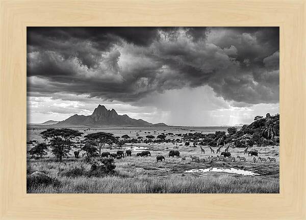 Kilimanjaro Savanna Vista