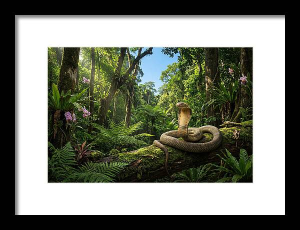 King Cobra In Lush Jungle
