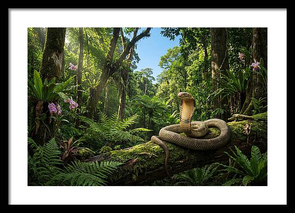 King Cobra In Lush Jungle