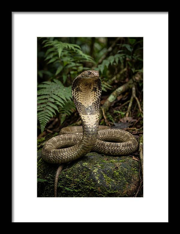 King Cobra In The Wild