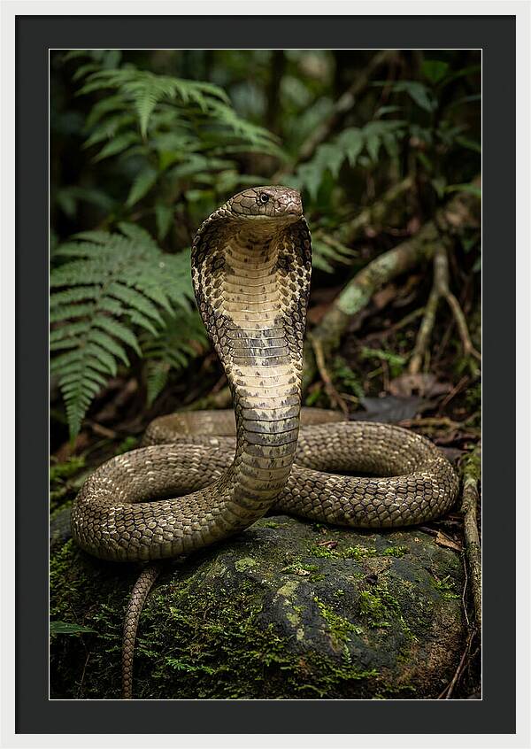 King Cobra In The Wild