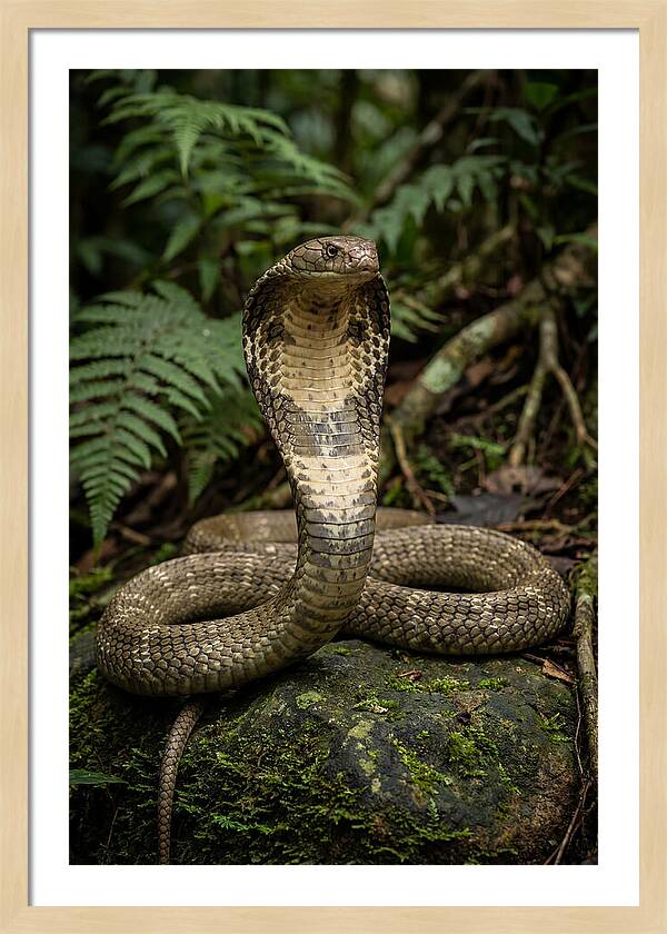 King Cobra In The Wild
