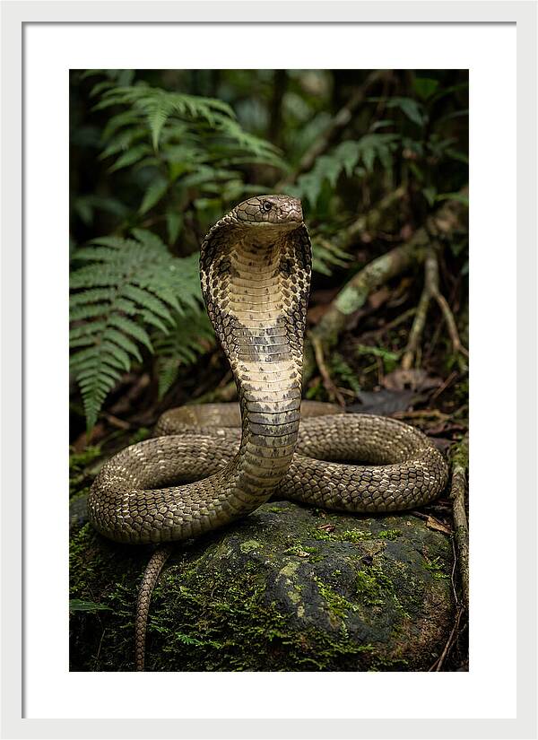 King Cobra In The Wild