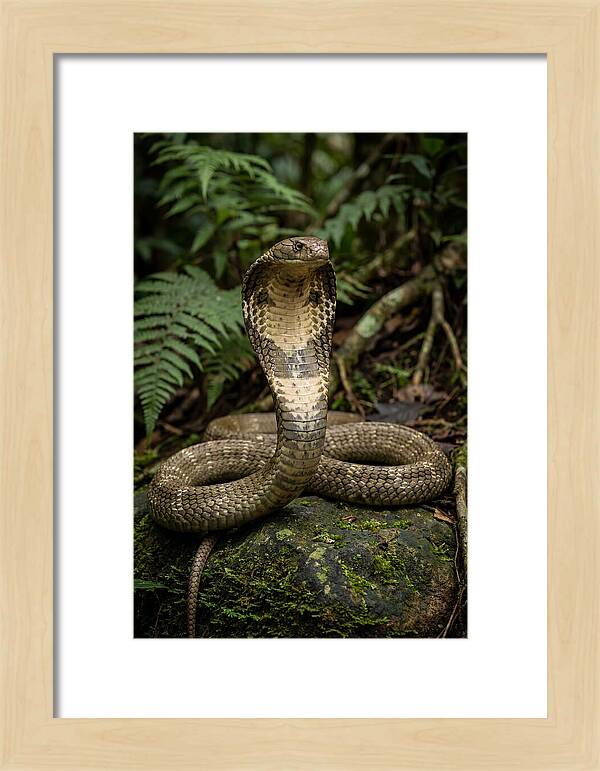 King Cobra In The Wild