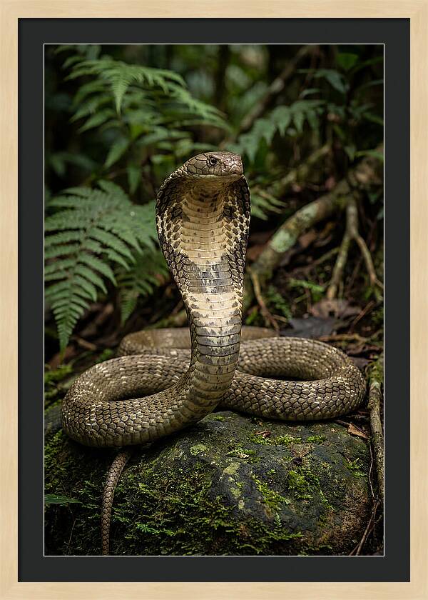 King Cobra In The Wild