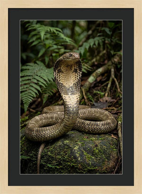 King Cobra In The Wild