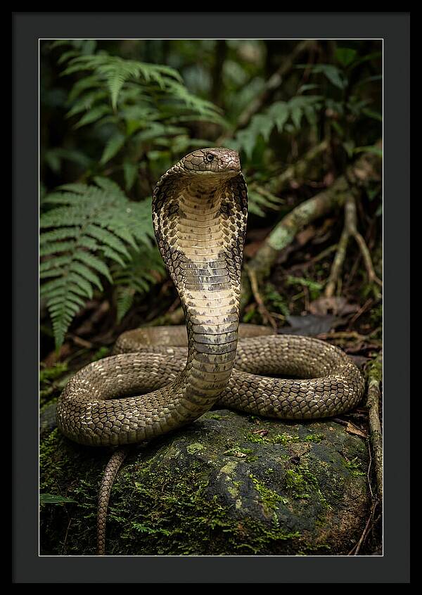 King Cobra In The Wild
