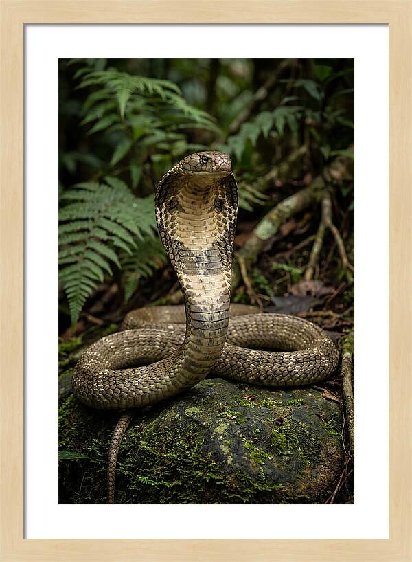 King Cobra In The Wild