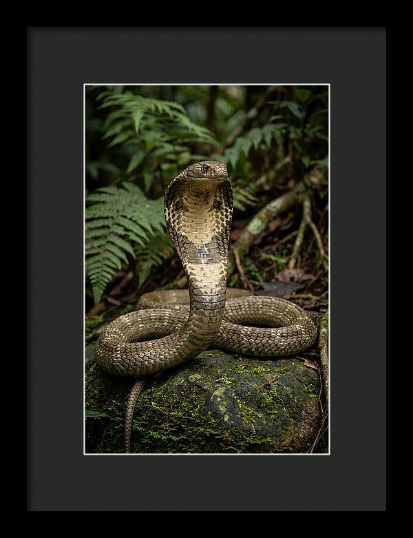 King Cobra In The Wild