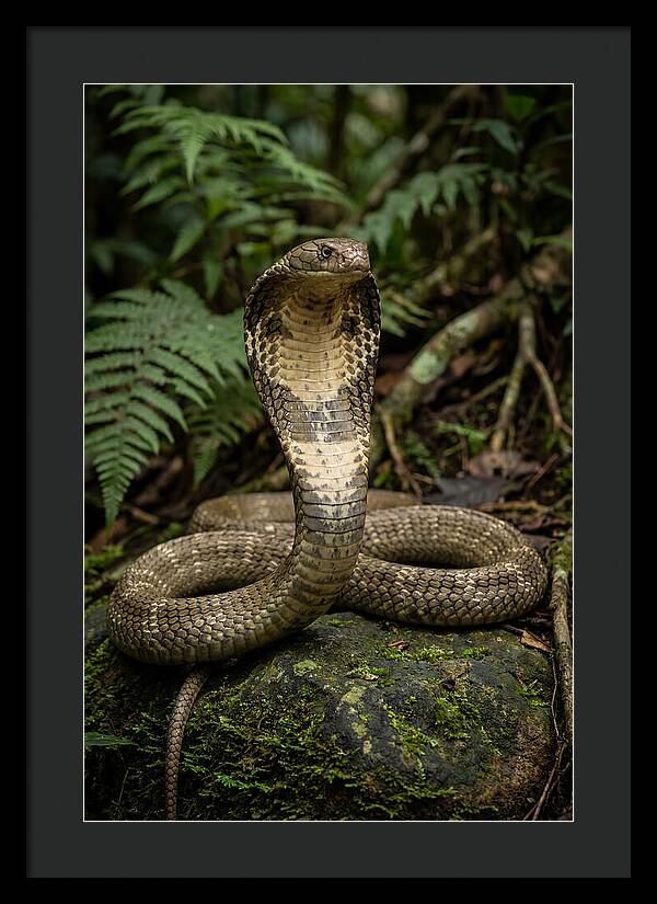 King Cobra In The Wild