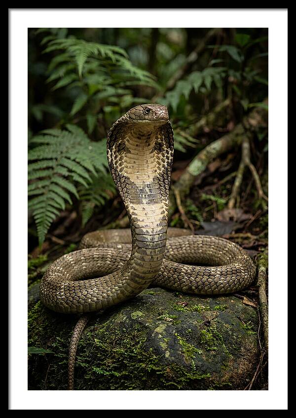 King Cobra In The Wild