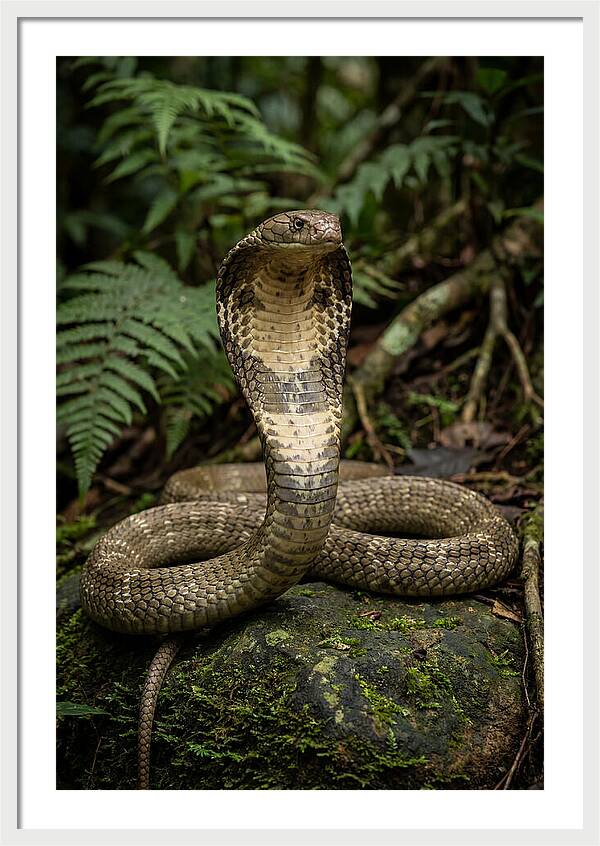 King Cobra In The Wild