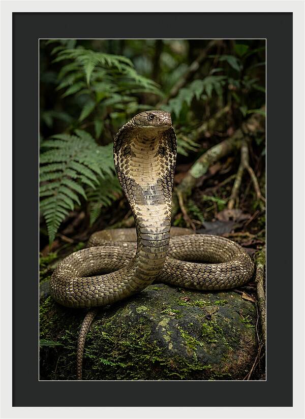 King Cobra In The Wild