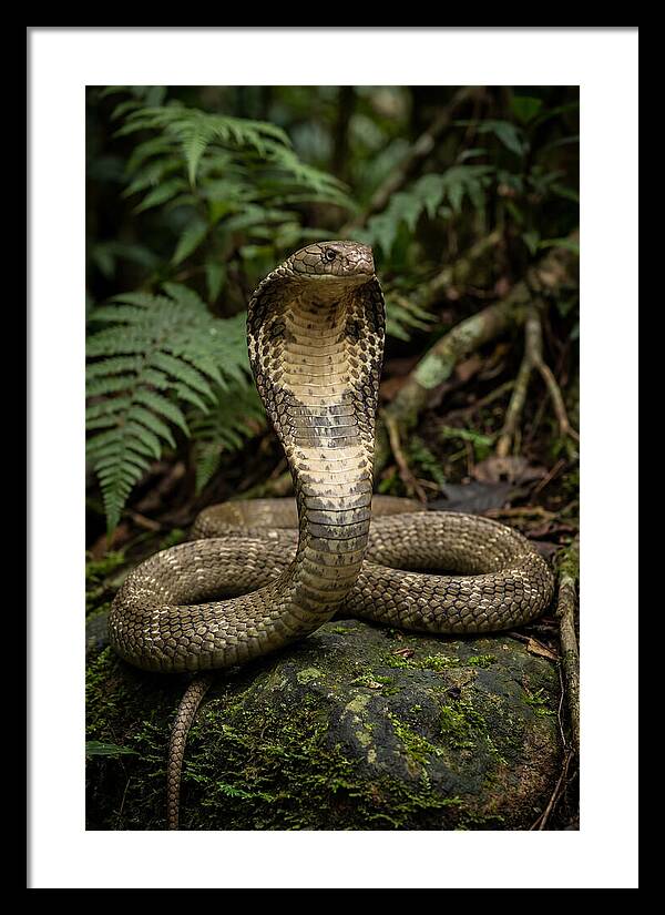 King Cobra In The Wild