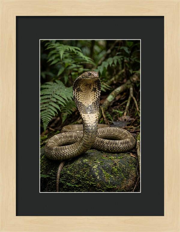 King Cobra In The Wild