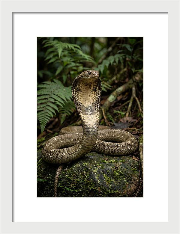 King Cobra In The Wild