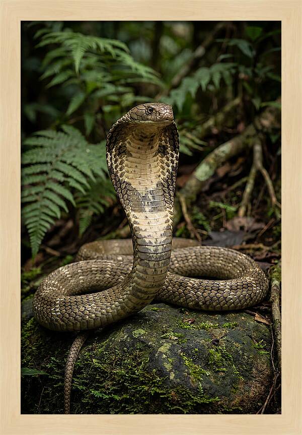 King Cobra In The Wild