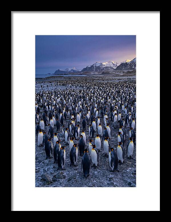 King Penguin Colony At Dusk