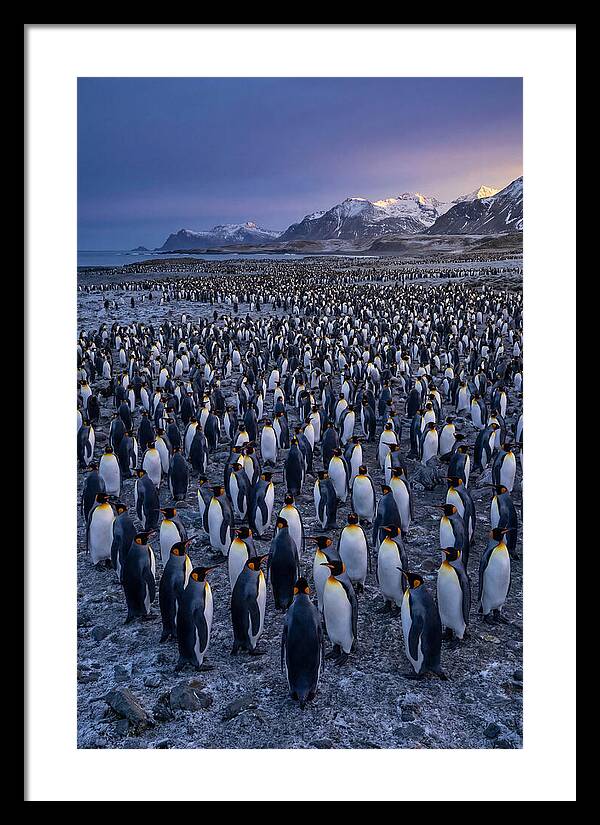 King Penguin Colony At Dusk