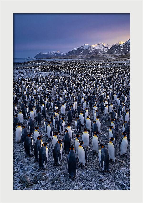 King Penguin Colony At Dusk