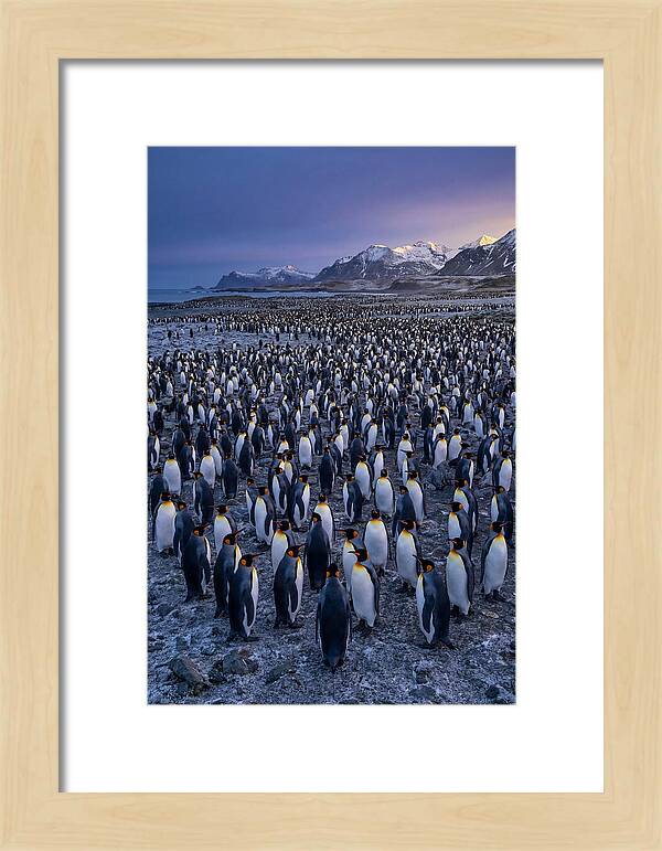 King Penguin Colony At Dusk