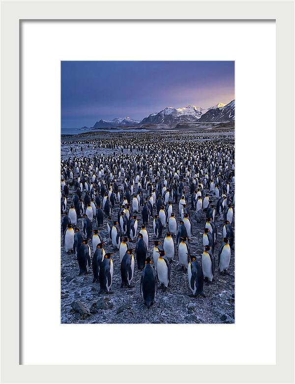 King Penguin Colony At Dusk