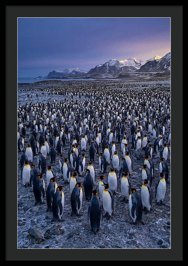 King Penguin Colony At Dusk