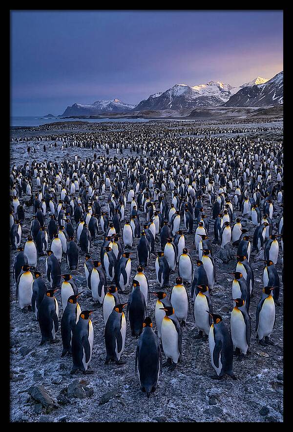 King Penguin Colony At Dusk