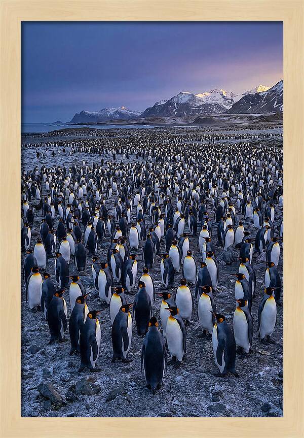 King Penguin Colony At Dusk