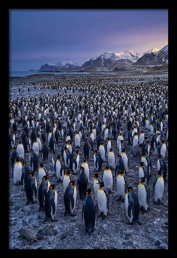 King Penguin Colony At Dusk