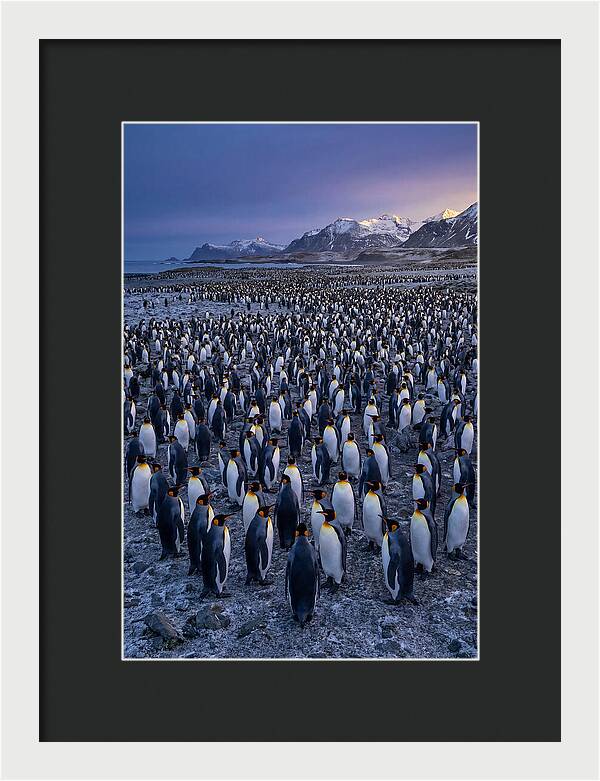 King Penguin Colony At Dusk