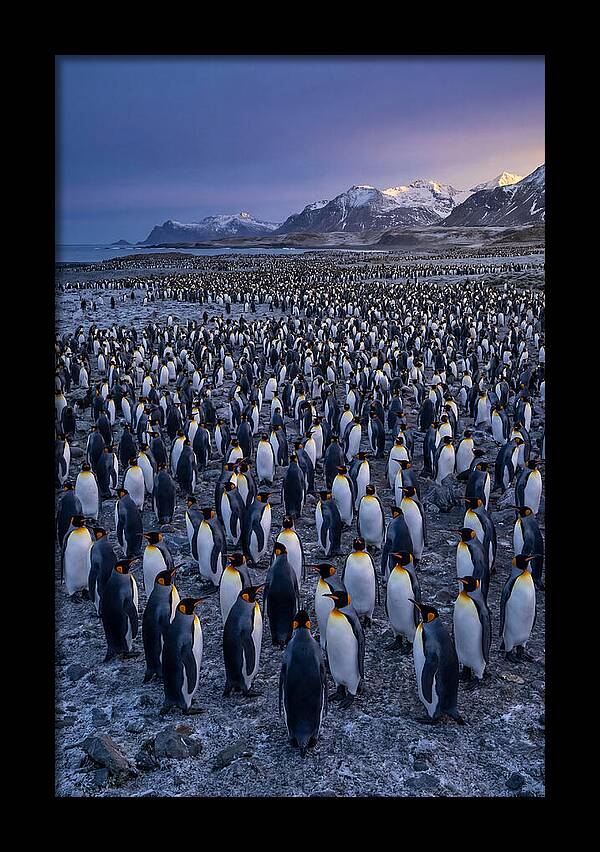King Penguin Colony At Dusk