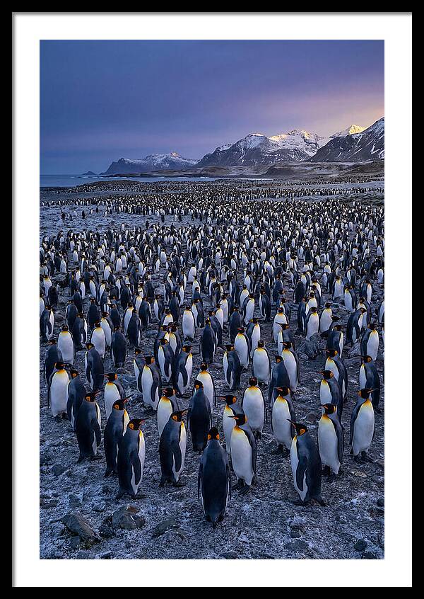 King Penguin Colony At Dusk
