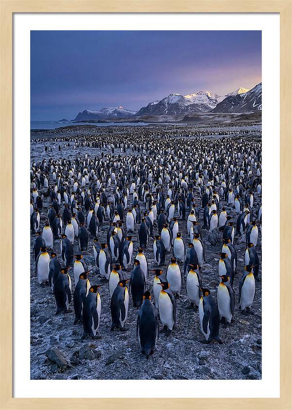 King Penguin Colony At Dusk
